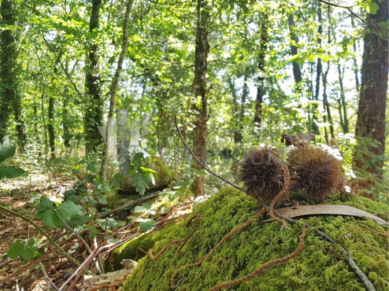 VENTA PARCELA RUSTICA 4127M2 MOIMENTO - FORNELOS DO MONTE